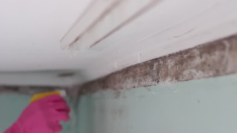 Garberville, CA Mold Removal Company